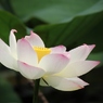 蓮の花