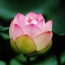 蓮の花
