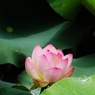 蓮の花