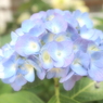 移り気