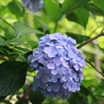 京の紫陽花