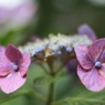 京の紫陽花