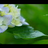 2012紫陽花　14