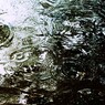今日の雨