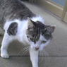 うちに来るノラねこ