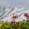 雪の上の花
