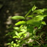 _IGP5208
