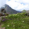 高山植物