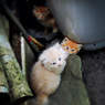 子猫