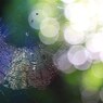 Ｓｐａｒｋｌｉｎｇ　Ｓｐｉｄｅｒ