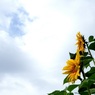 梅雨の晴れ間に