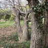 秋ヶ瀬公園 (20)