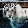 白獣