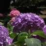 紫陽花6