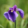 菖蒲 (10)