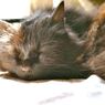 黒い猫は撮るのが本当に難しい