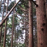 十枚山