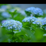 2012紫陽花　16