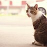 呼んだかい・・・？＞ジャム