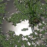 光の浮草