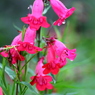 雨に咲く花