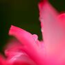 薔薇と雫　２