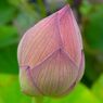 蓮の花芽のClose Up