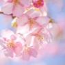 ふわふわ夢桜♪