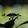 花影