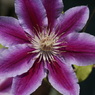 useing@