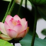 蓮の花