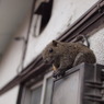 モグモグ。