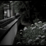 2012紫陽花　19
