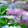 梅雨花園