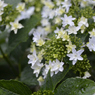 雨の日にあがる花火