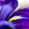 花菖蒲の物語　２