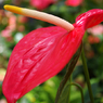 花４