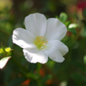 花７