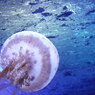 新・江ノ島水族館