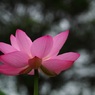 蓮