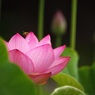 蓮と蜂