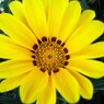 開花