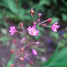 三時草