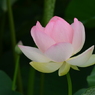 輝き