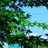 夏