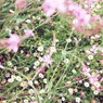 行く春に～野花