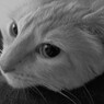 Meow?!