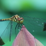 生き物写真館　- 雨ニモマケズ -