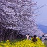菜の花ロード