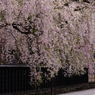 枝垂れ桜と黒塀